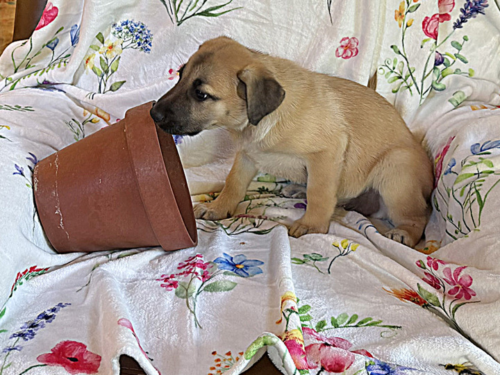 chinook puppy